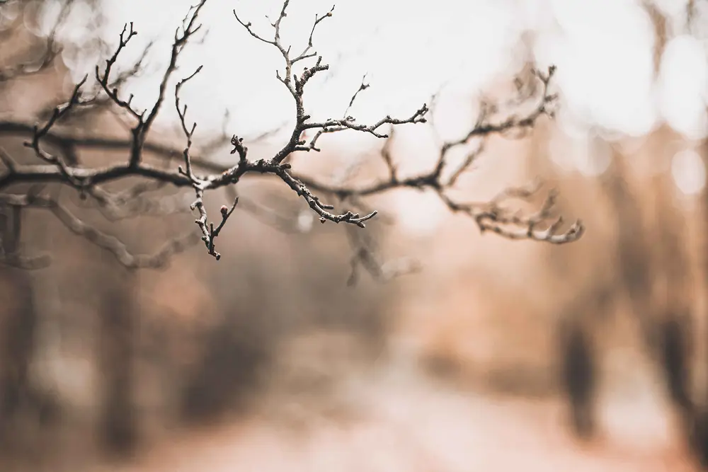 Humanistic-Existential Therapy