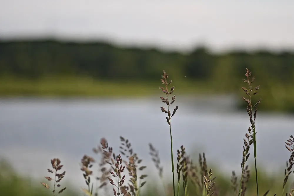 Mindfulness-Based Approaches