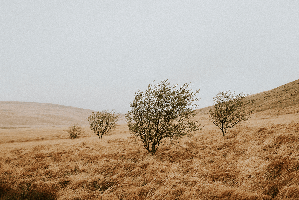 Solution-Focused Therapy